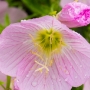 Flower close-up